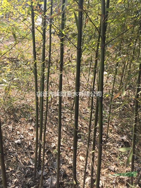 菲白竹价格_菲白竹图片_菲白竹产地绿化苗木苗圃基地