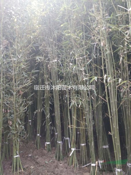 菲白竹价格_菲白竹图片_菲白竹产地绿化苗木苗圃基地