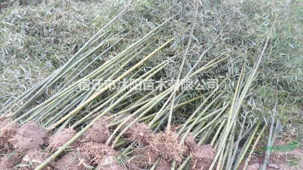 菲白竹价格_菲白竹图片_菲白竹产地绿化苗木苗圃基地