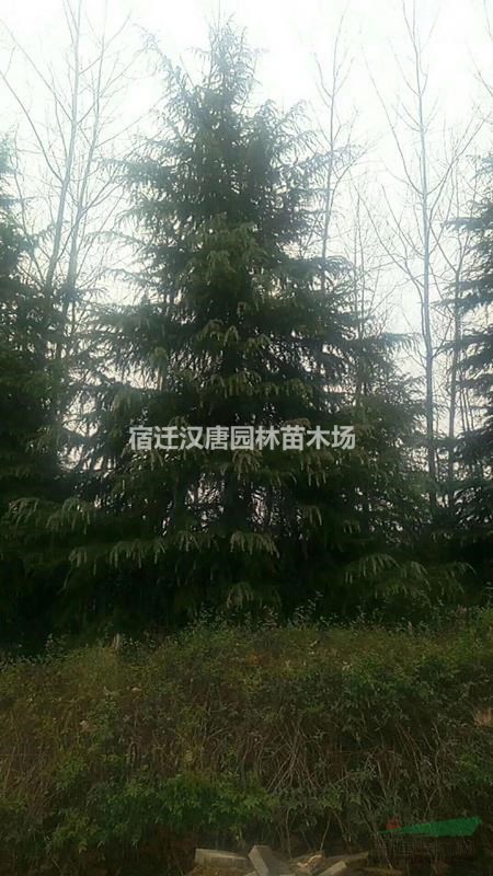 精品雪松，1--10米