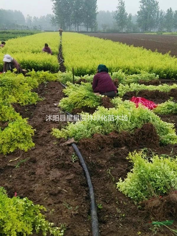 江蘇大量供應金葉女貞，金葉女貞價格，供應優(yōu)質(zhì)金葉女貞苗