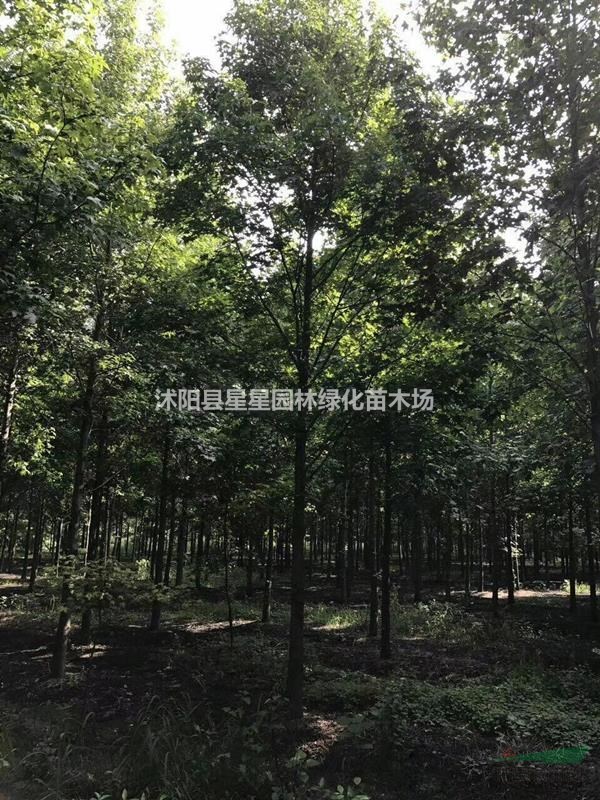 江蘇供應(yīng)楓香，優(yōu)質(zhì)楓香價(jià)格 量大優(yōu)惠