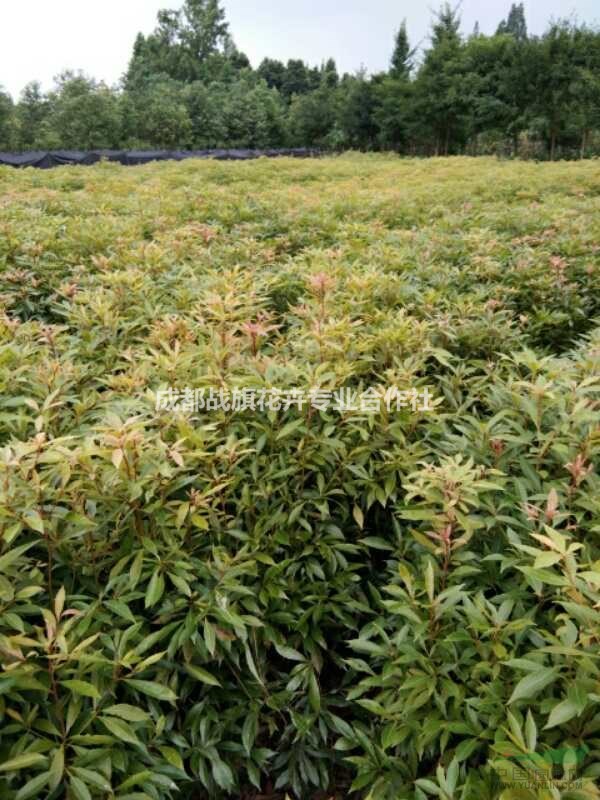 楨楠苗子苗圃價格 成都楨楠苗子基地 批發(fā)出售 長期供應(yīng)