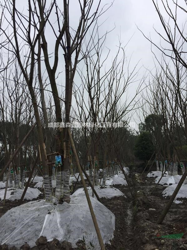 樸樹基地 出售樸樹工程苗 樸樹10公分價(jià)格