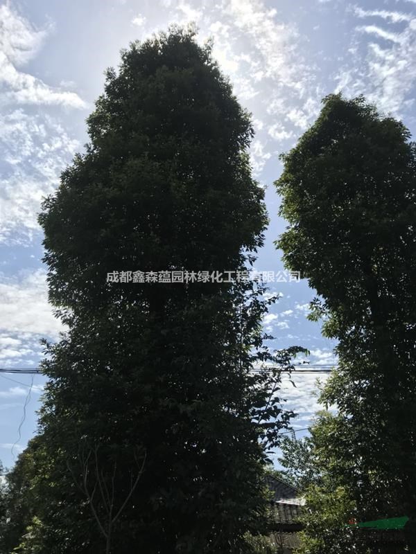 叢生小葉楨楠基地 批發(fā)小葉楨楠 小葉楨楠10公分價格