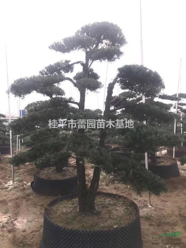 供應(yīng)18-22公分造型羅漢松移植苗