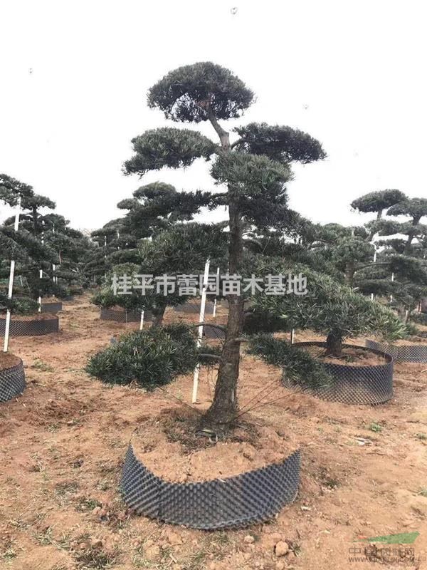 供應(yīng)18-22公分造型羅漢松移植苗