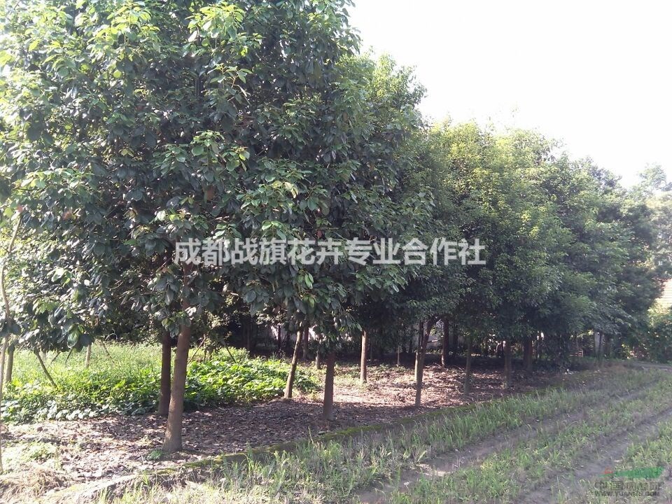 大葉香樟苗圃基地 14公分香樟熟貨 移栽香樟價(jià)格 批量出售