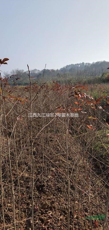 江西九江供應80-150公分高楓香小苗