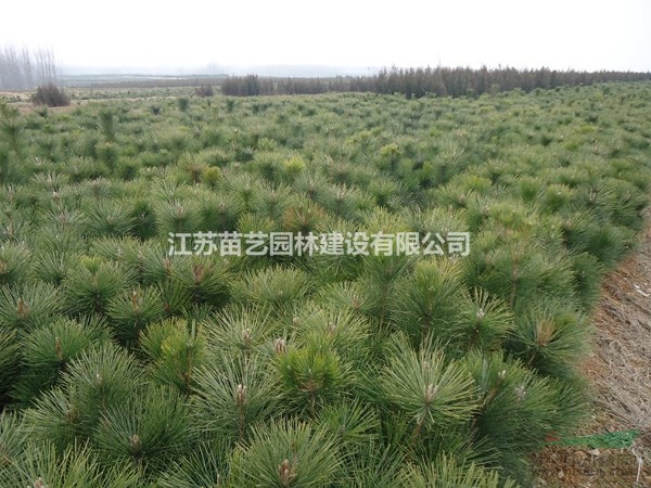 黑松價格-黑松圖片-黑松樹批發(fā)-黑松苗木基地-黑松小苗供應(yīng)