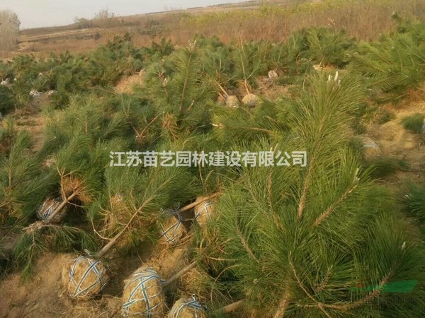 黑松價格-黑松圖片-黑松樹批發(fā)-黑松苗木基地-黑松小苗供應(yīng)