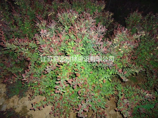 紅葉小檗球價(jià)格_紅葉小檗球批發(fā)_紅葉小檗球基地-紅葉小波球苗