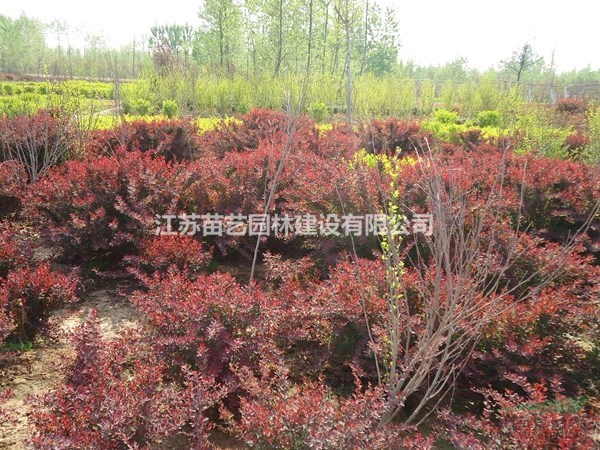 紅葉小檗球價(jià)格_紅葉小檗球批發(fā)_紅葉小檗球基地-紅葉小波球苗