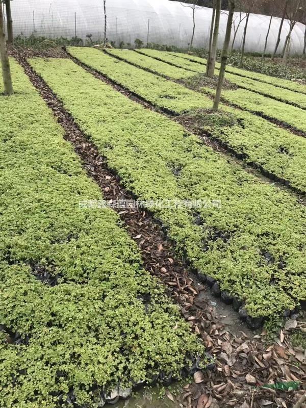 醡漿草批發(fā)基地 出售醡漿草 醡漿草工程苗