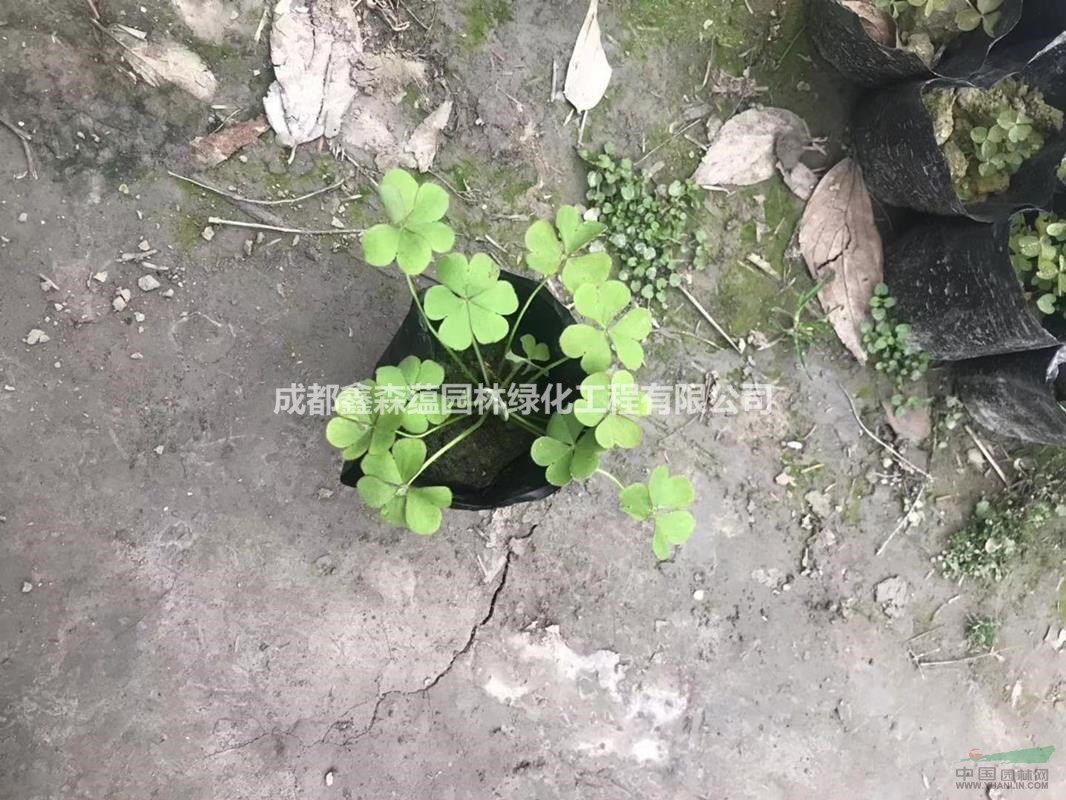 醡漿草批發(fā) 醡漿草批發(fā)基地 出售醡漿草