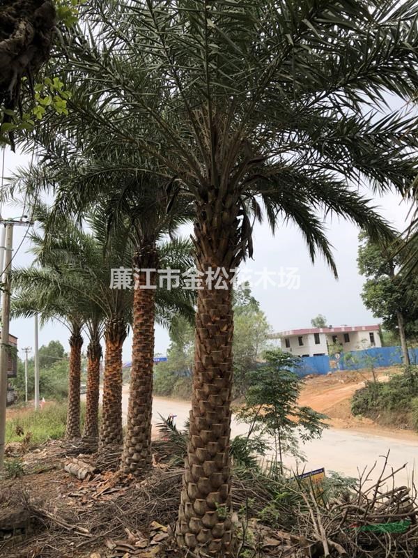 大量供應(yīng)精品海棗桿高300-400