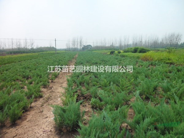 沙地柏批發(fā)-沙地柏價(jià)格-沙地柏圖片-沙地柏小苗供應(yīng)