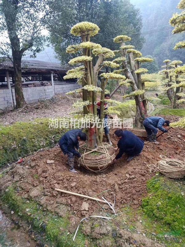 造型金姬水蠟 造型金葉女貞