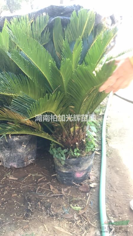 蘇鐵,鐵樹(shù),老人葵