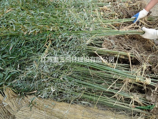剛竹價(jià)格-剛竹批發(fā)-剛竹圖片-剛竹小苗基地-剛竹報(bào)價(jià)