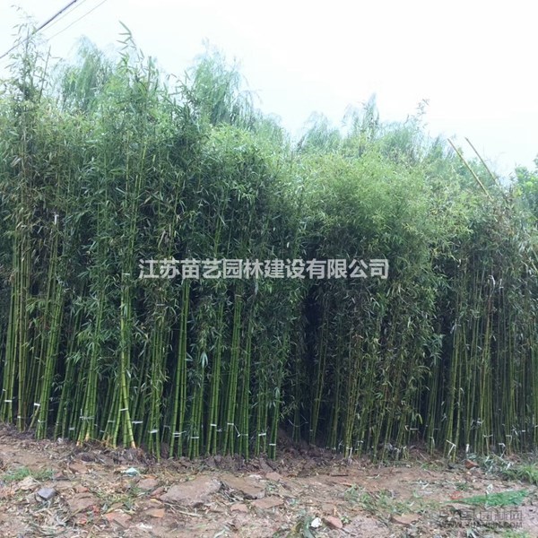剛竹價(jià)格-剛竹批發(fā)-剛竹圖片-剛竹小苗基地-剛竹報(bào)價(jià)