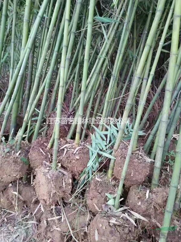 雷竹批發(fā)-雷竹價格-雷竹圖片-雷竹小苗基地-雷竹報價