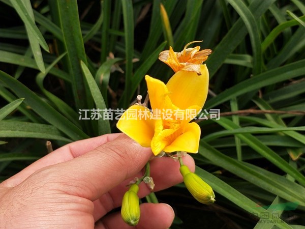 大花萱草批發(fā)-大花萱草價(jià)格-大花萱草圖片-萱草基地-萱草報(bào)價(jià)