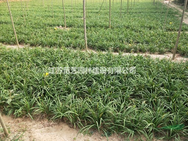 大花萱草批發(fā)-大花萱草價(jià)格-大花萱草圖片-萱草基地-萱草報(bào)價(jià)