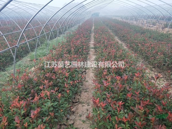 紅葉石楠小杯苗批發(fā)-紅葉石楠小杯苗價格-石楠小杯苗圖片-石楠