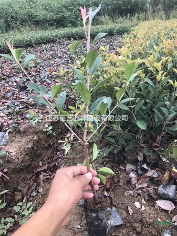 紅葉石楠小杯苗批發(fā)-紅葉石楠小杯苗價格-石楠小杯苗圖片-石楠