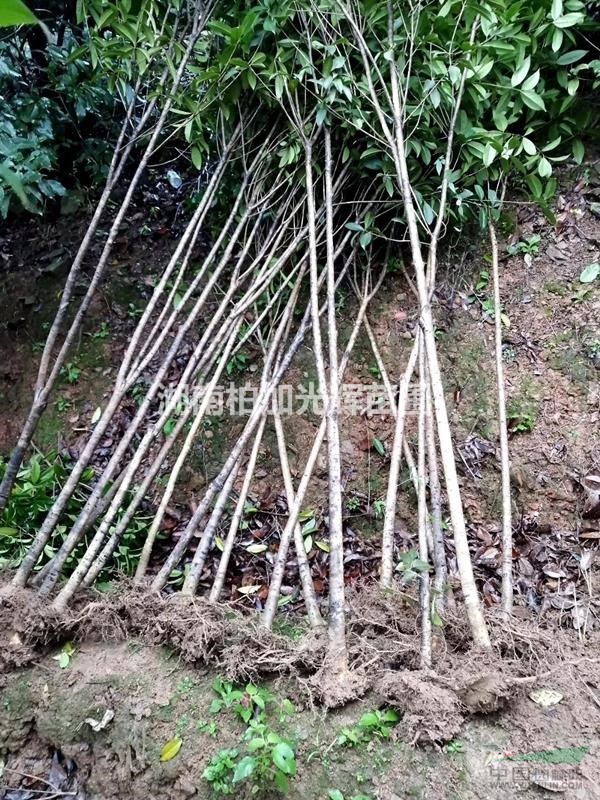 小桂花,桂花树,湖南桂花,桂花价格,桂花条,桂花小树