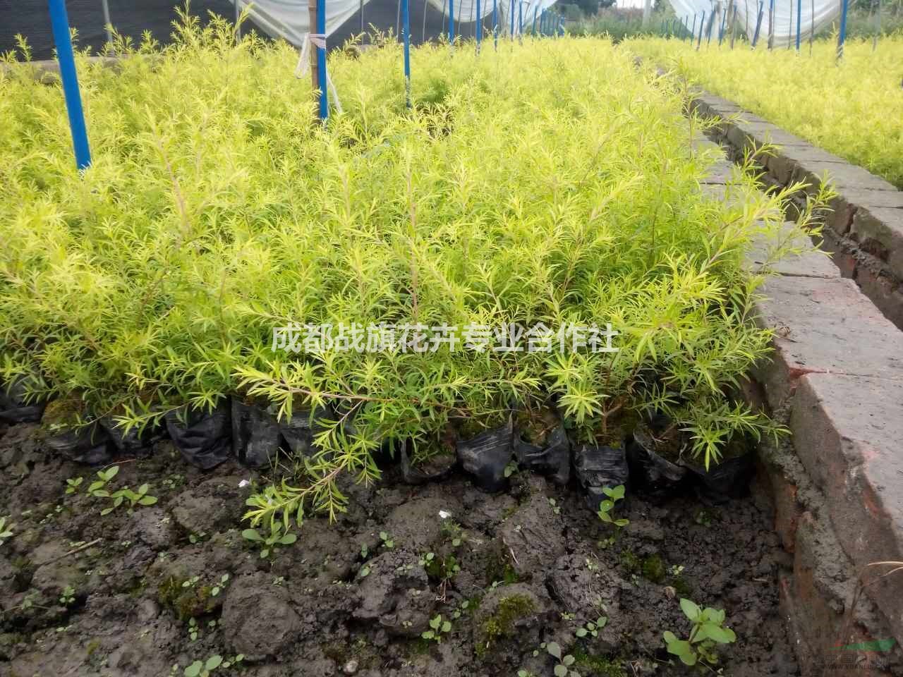 千層金50公分杯苗批量出售 千層金批發(fā)價 成都基地千層 