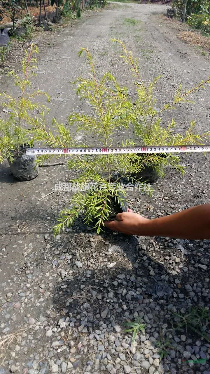 千層金50公分杯苗批量出售 千層金批發(fā)價 成都基地千層 