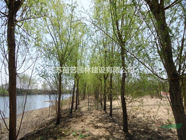 柳樹批發(fā)-柳樹價(jià)格-柳樹圖片-柳樹批發(fā)-柳樹苗木基地