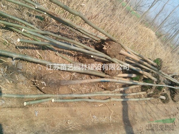 竹柳供應(yīng)-竹柳價(jià)格-美國(guó)竹柳圖片-竹柳樹(shù)批發(fā)_竹柳小苗基地