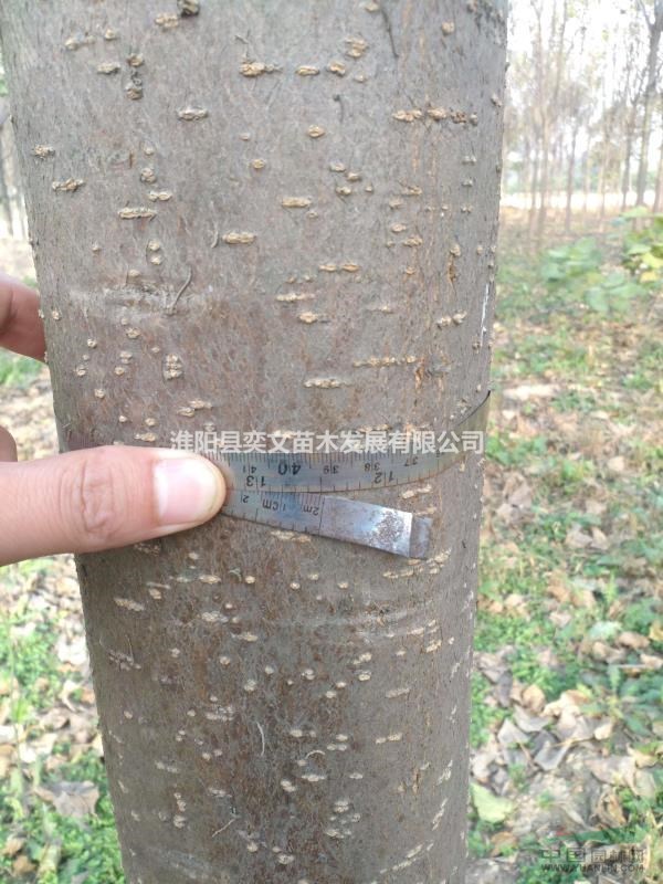 供應(yīng)楸樹、國槐、法桐、欒樹、白蠟、復(fù)葉槭、金絲楸、五角楓