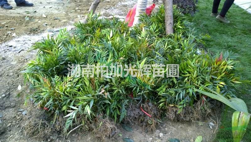 十大功勞,湖南十大功勞小苗,闊葉十大功勞,細葉十大功勞