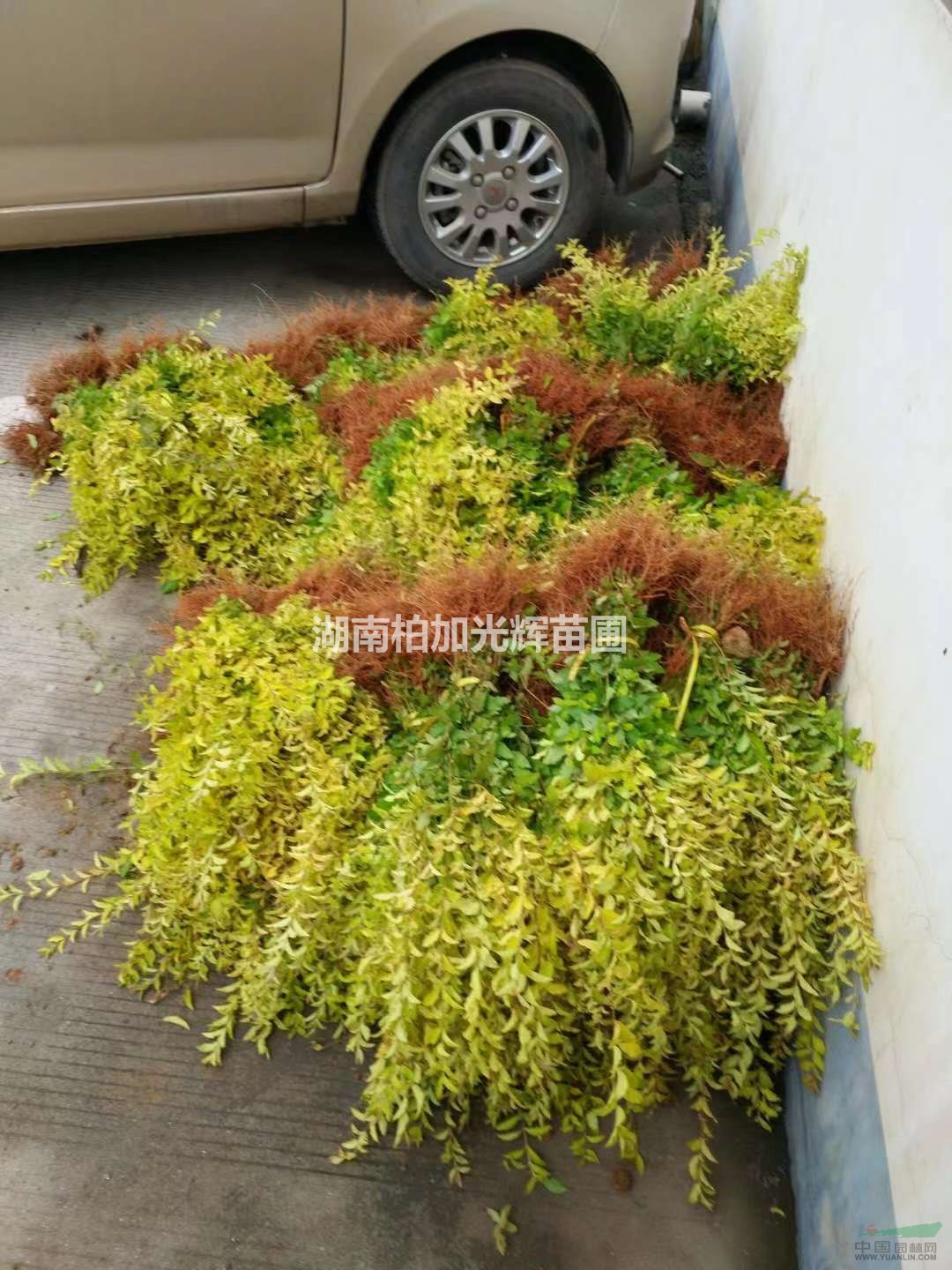 金葉女貞,金冠女貞，湖南金葉女貞小苗,金冠女貞苗,金冠女貞球