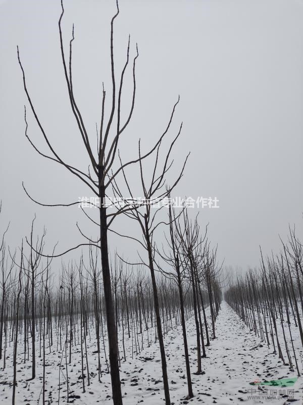 河南楸樹(shù)梓樹(shù)速生楸