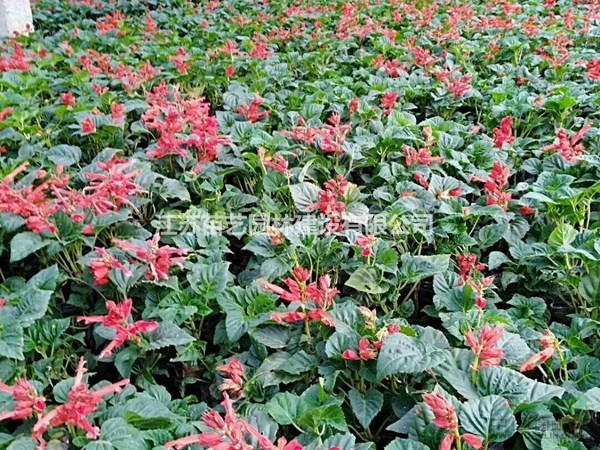 三白草紅花石蒜、海壽花、睡蓮、矮蒲葦眼子菜、星光草、金魚藻