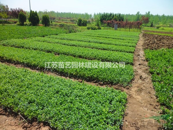 小葉扶芳藤批發(fā)-小葉扶芳藤價(jià)格-小葉扶芳藤圖片-扶芳藤報(bào)價(jià)