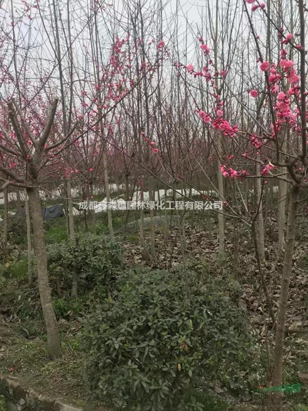 紅梅批發(fā)基地 紅梅工程苗 紅梅基地 批發(fā)紅梅