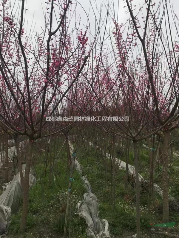紅梅批發(fā)基地 紅梅工程苗 紅梅基地 批發(fā)紅梅