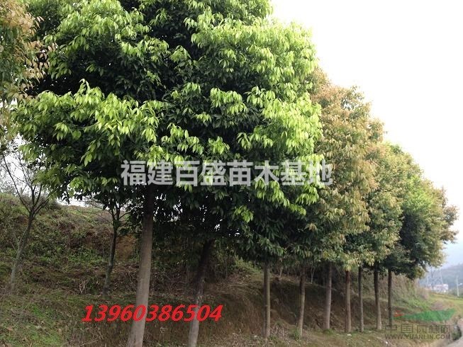 天竺桂、浙江樟、陰香怎么種