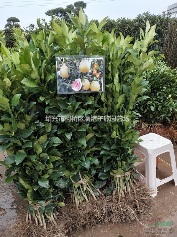 柚子 馬家柚果樹苗 大苗 小苗，冠副30厘米至4米
