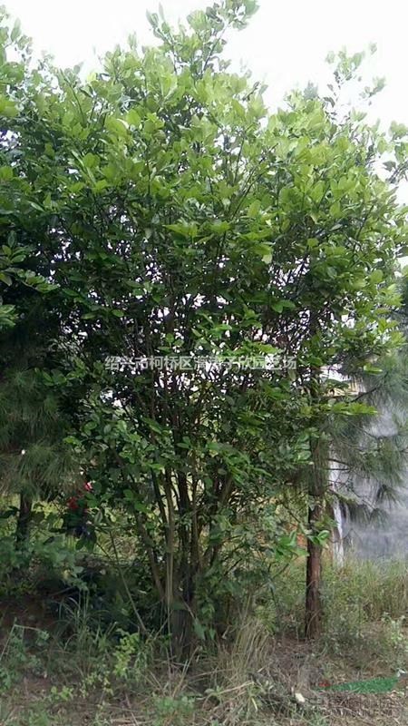 柚子 馬家柚果樹苗 大苗 小苗，冠副30厘米至4米