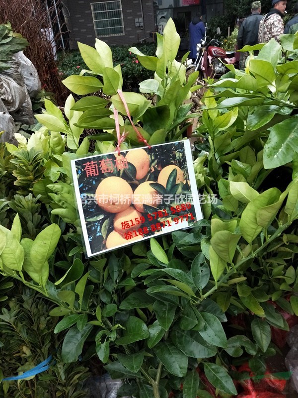 柚子 文旦柚果樹苗 大苗 小苗