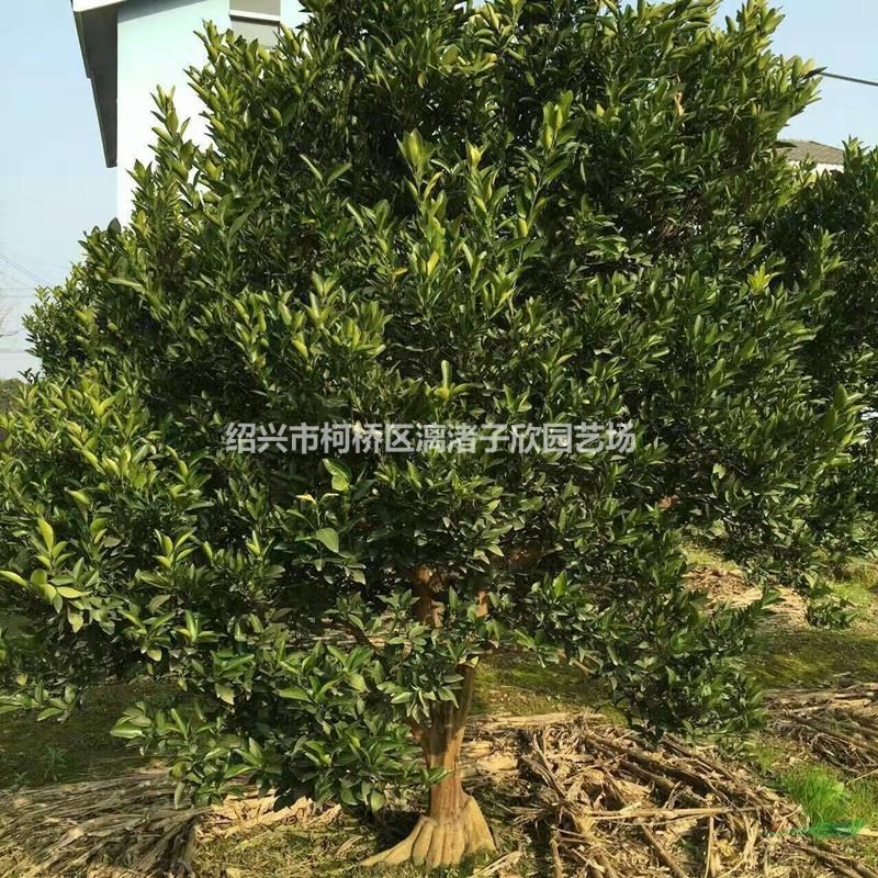 柚子 文旦柚果樹苗 大苗 小苗