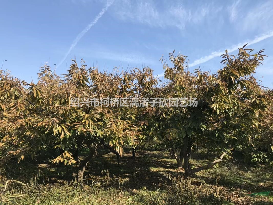 板栗果樹苗 毛板紅 魁栗 油栗 大苗 小苗