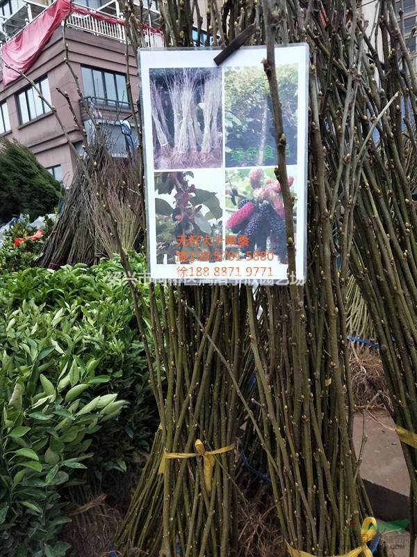 桑葚果樹(shù)苗 果桑 大苗 小苗 （無(wú)籽大十果桑）